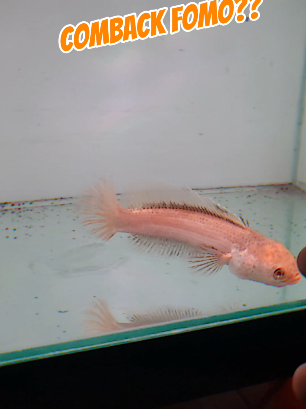 ada yang tau ikan apa ini ?? #ikanchanna #ikanhias #channaindonesia 