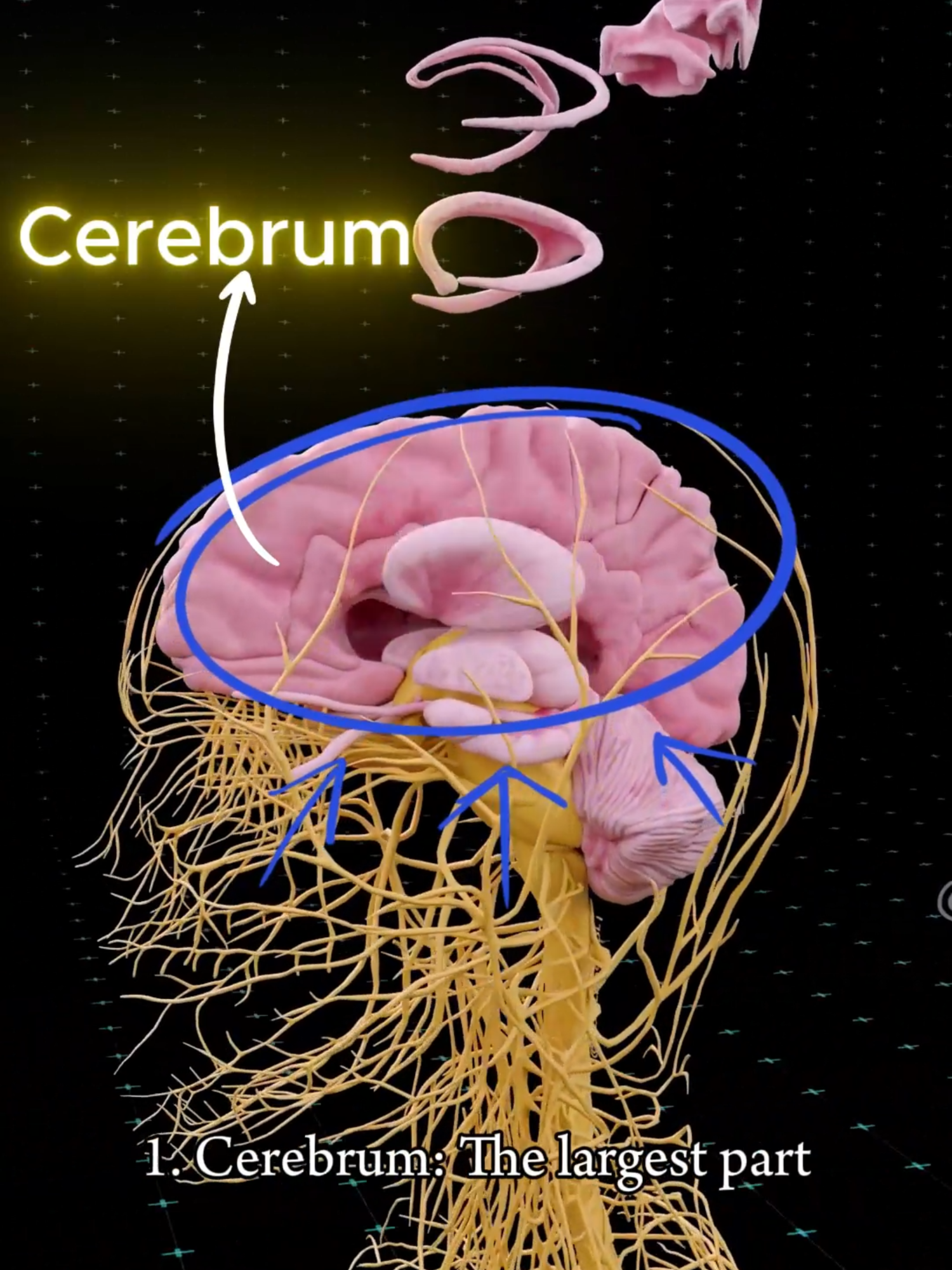 The Brain’s Hidden Power 🧠✨ - - - - The human brain is a masterpiece of biology. The cerebrum handles thinking, speech, and senses. The cerebellum maintains coordination, posture, and balance. The brainstem keeps you alive by controlling breathing and heart rate. Discover how these three parts work together to make you move, think, and live. ============= Your brain is the most complex structure in the universe — a vast network of over 86 billion neurons sending electrical signals at speeds up to 430 km/h ⚡. Through the spinal cord and peripheral nerves, it controls every heartbeat, breath, and movement you make. This 3D medical visualization reveals the breathtaking design of the human nervous system, the real power grid of life itself. . . #anatomy #anatomia #anatomía #education #anatomi #cardio #ANATOMY #heartanatomy #medicina #3danimation #pregnancy #pulmonaryhypertension #pregnant #baby #gravidez #medstudent #animation #smartdoctor #smartdoctor1 #cardiology