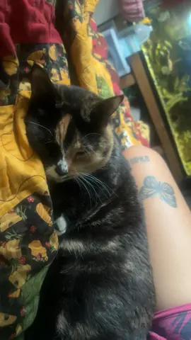 my wittle kitty💛💛