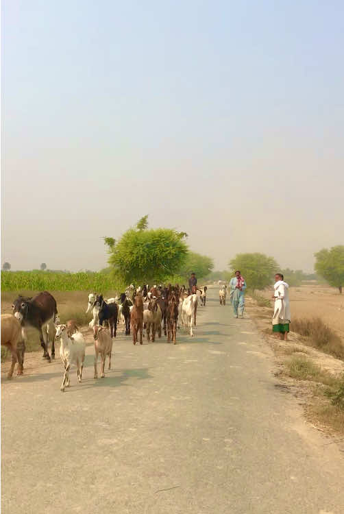 گاؤں کی سادہ اور خوبصورت زندگی #villagelife #desimahol 