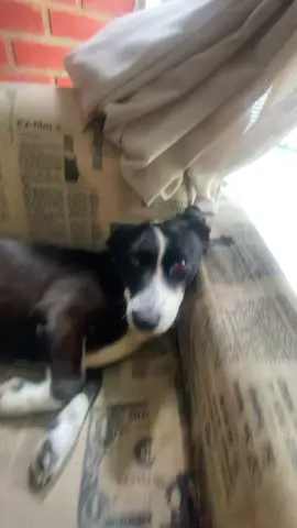 Tem que ser mais audacioso do que cachorro birrento? 