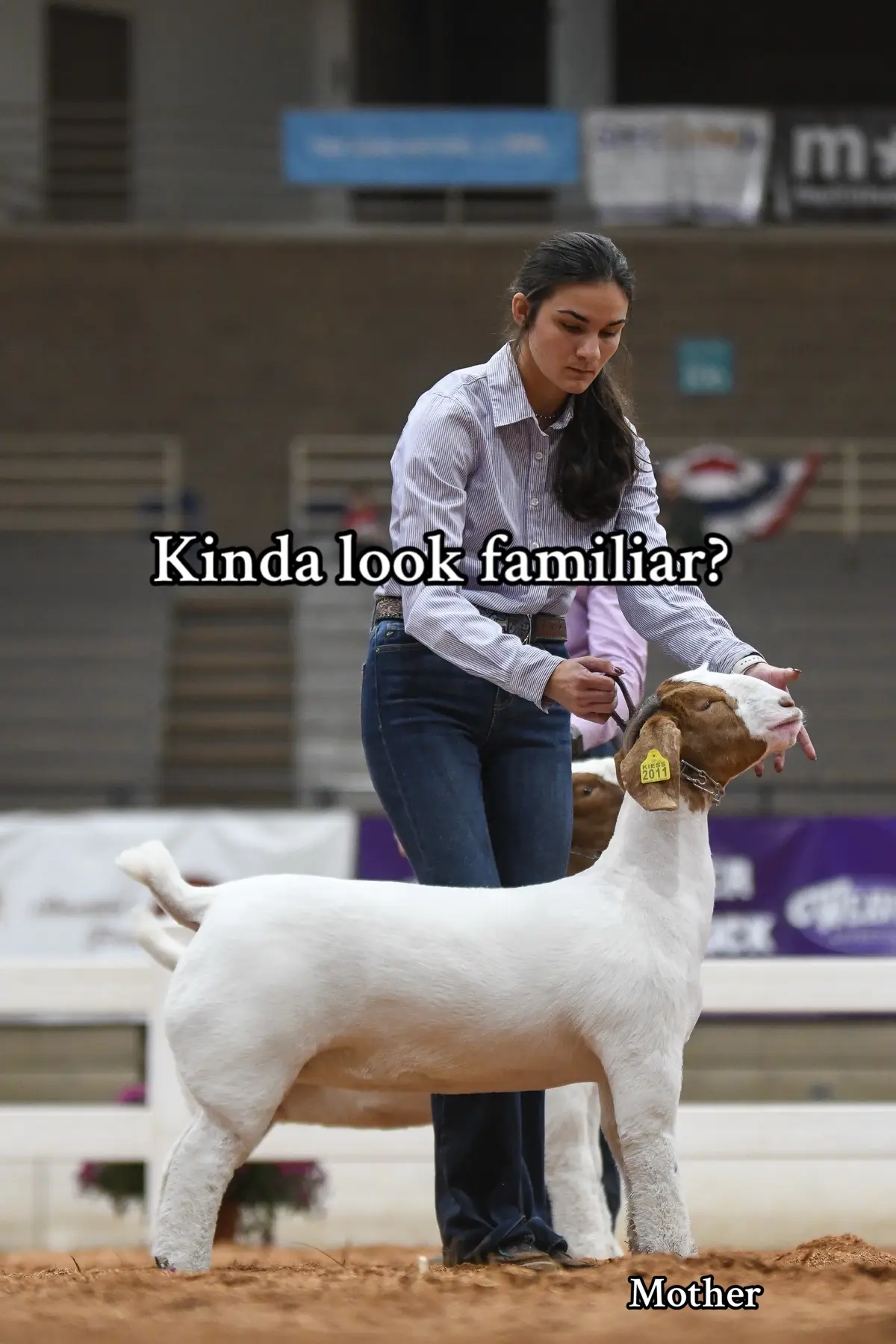 #kc#americanroyal#livestock#showstock#fyp 