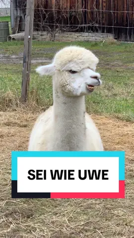 Immer diese Uwes #uwe #alpaca #fyp #büro #büroalltag 