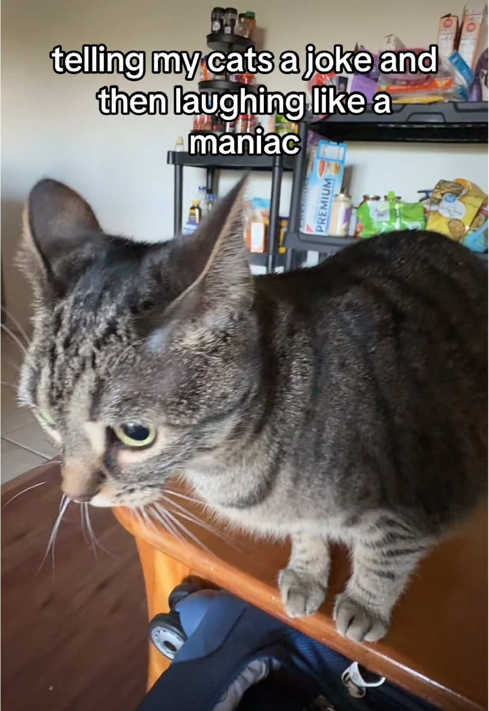 #joke #trend #catsoftiktok #cat 