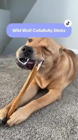 She loves them 👌🏼 #dogchews #dogbone #dogsoftiktok #dogmoms #tiktokshopcreatorpicks 