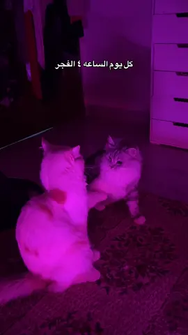 😭😭😭😭 #fyp #explore #fypシ゚ #BOBA #fypp 