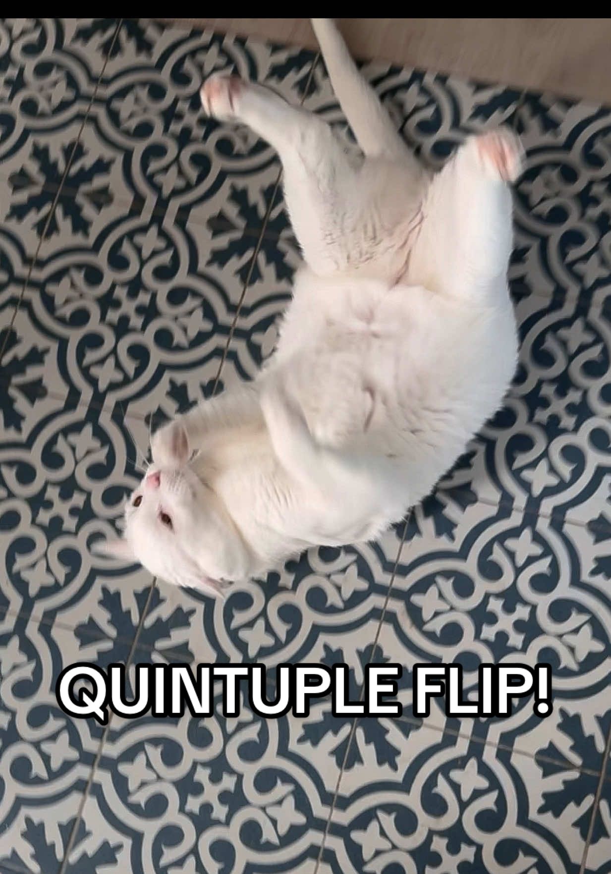 WORLD RECORD FLIPS CAUGHT ON CAMERA 🤸🏼 how many did you count?   #frontflip #worldrecord #funnycat #catsoftiktok 