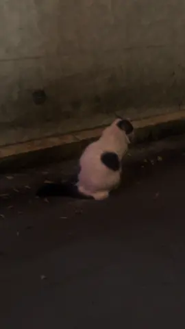 Một em mèo đi lạc gần văn miếu #hanoi 