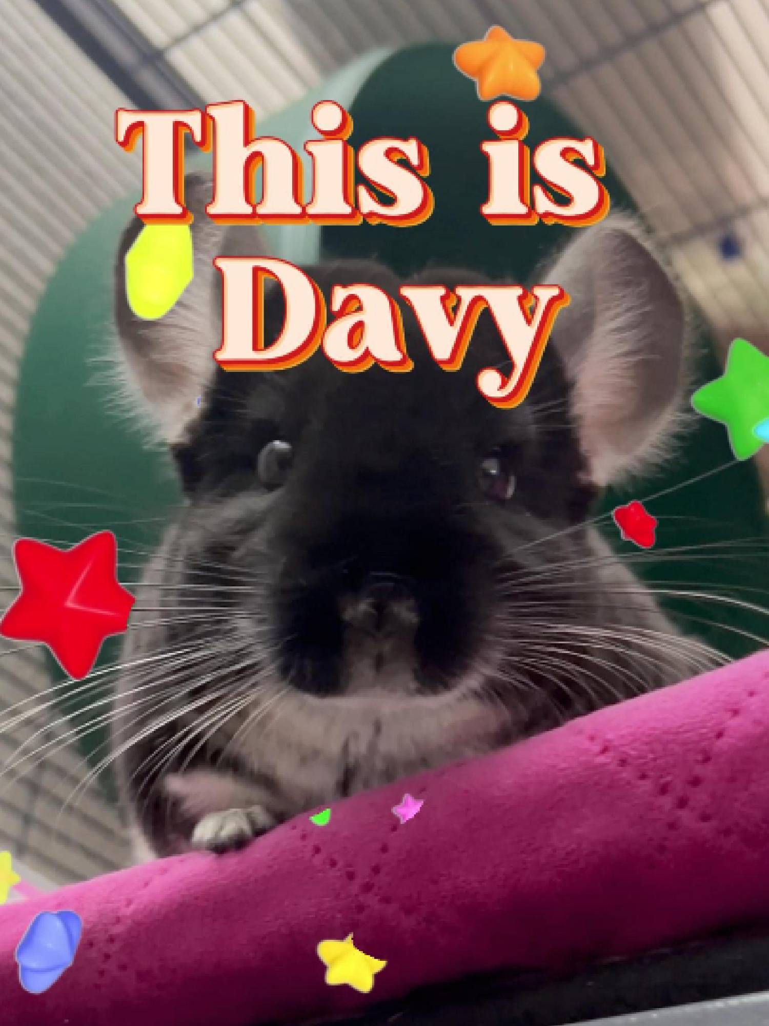 It’s been a year since Davy joined our family, and only now do I feel ready to tell his story.   When he first arrived, he carried many fears — of people, of new spaces, and of being alone.  But Davy has always been brave. He just needed time to show it.   He used to quietly accept every scratch I gave him, good or bad.  Now he lets me know when I’m doing it wrong.  He’s learned to choose, to trust, and even to have opinions.   He accepted a friend, and after that first small step outside the cage, he started to take many more — this time, by his own will.   That’s what I love most about chinchillas. They’re tiny, soft, and quiet, but inside those small bodies live entire worlds of courage and character.  You don’t teach them bravery — you just give them time, and they show you who they really are. #trustjourney #buildingbonds #chinchillaslove #overcomefear #pets