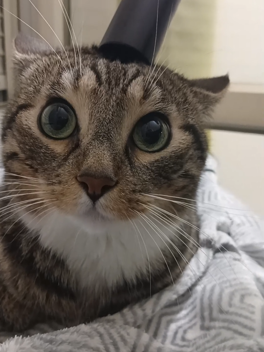 Extraction de cervelle ! #extracteur #tete #cerveau #chat #beau 