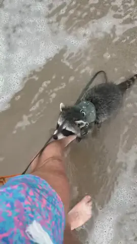 I love playing in the waves! #tripswithollie #ollietheraccoon #raccoon #beachday #ocean 