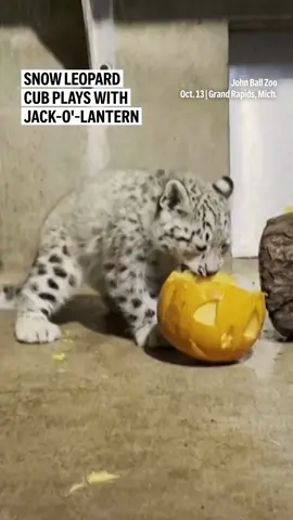 A nearly three-month old snow leopard cub named Juniper got her first pumpkin experience recently at the John Ball Zoo in Grand Rapids, Michigan.