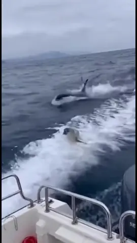 Off the coast, chaos unfolded A baby seal, frantic and exhausted, was being hunted by three orcas. It darted across the waves, every leap a desperate gamble for its life as those black fins sliced closer through the water. A nearby safari boat full of tourists spotted the chase. Cameras came up, voices rose - and then everything changed in an instant. The tiny seal launched itself out of the ocean and onto the boat. It hit the deck with a wet slap, trembling, wide-eyed, clearly terrified. It pressed against the railing as if begging for protection. The passengers gasped - some in awe, some frozen in fear. But one woman panicked. She shouted that the orcas would attack the boat if the seal stayed, and before anyone could stop her, she ran toward it, waving her arms, trying to shove the animal back into the sea. The seal squealed and tried to slip away, desperate to stay aboard. Ignoring the other tourists pleading for her to stop, the woman lunged again - and that’s when karma struck. The deck was slick with seawater. Her foot slid out from under her, and she toppled over the railing headfirst into the freezing ocean. Screams erupted. The orcas instantly changed direction, circling her with chilling precision. The crew scrambled, throwing out a line, trying to pull her back in -  while the baby seal stayed huddled in the corner of the boat, oddly calm now that the danger wasn’t its own. In a twist of brutal irony, the hunted became the survivor, and the would-be rescuer became the one in peril. Nature doesn’t follow scripts - it writes its own, raw and ruthless. This is a test to see how many people think this is real
