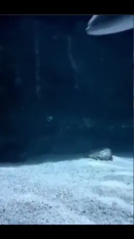 #fyp #explor #الشعب_الصيني_ماله_حل😂😂 #اكسبلور #ضحك 