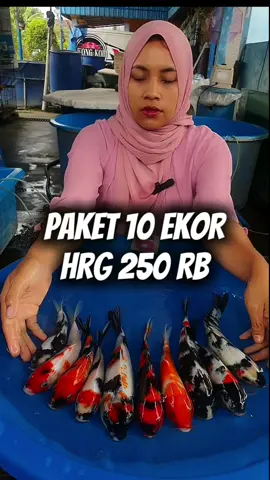 Paket murmer 10 ekr Size 21-25 cm - Hrg 250 rb Admin 081223055053 #wongkoifarm #koifish #koilovers #nishikigoi #koimurah 