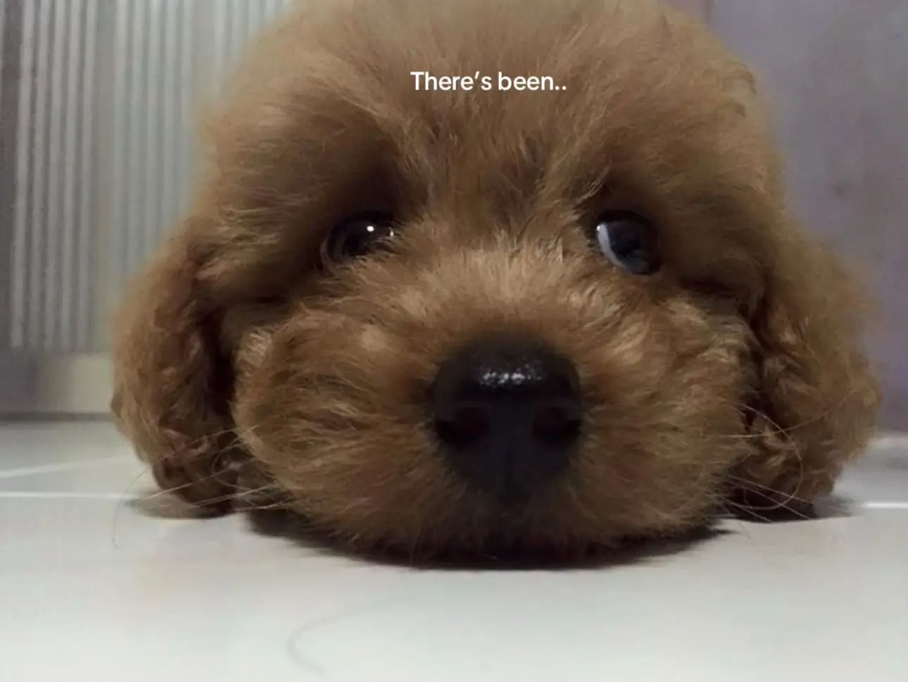 Charlie Puth - Changes #newsong #dogsoftiktok 
