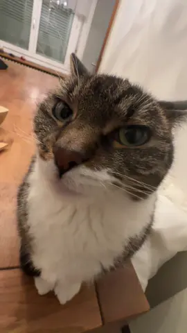 Follow @PrettyCatKiss_Daily for more content! 😸  ---  Day 178 - Loading up silly Videos of my Cat kissing you 🤝  --- #usa #europe #cat #funny #moments