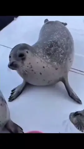 jiggle bang🔥 #seal #sealife #seals #sealtok  #fyp 