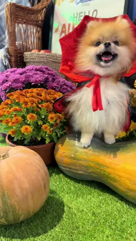 #рекомендации #дракула #drakula #шпіцпомеранський😍❤️🐕 #померанскийшпиц 