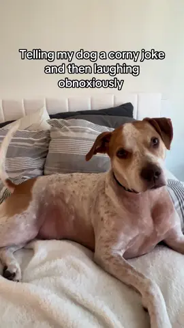 He’s used to my crazy ahh already 😝  #dogtrend #funnydog 