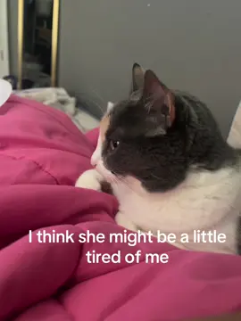 Maybe I should leave her alone..                 #blowthisup? #catlover #fypシ゚viral #lovemycat#relatable 