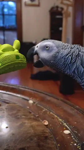 Throwing Parrot? ⚾️ #talkingparrot #parrotsoftiktok #amazinganimals #learningenglish #africangrey 