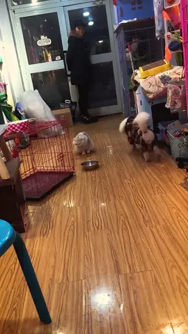 When you have a dog and a cat #cat #catsoftiktok #funny #pet 