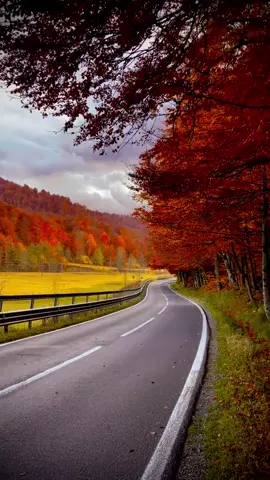 Do you ever feel the pull of the road as if it remembers you?Cheia Road in autumn is less a path than a pulse, a living artery winding through the Carpathians, carrying every traveler who’s ever sought meaning in motion. The forest leans close, its branches trembling with copper secrets, and the air is thick with the scent of decay that feels like rebirth. Here, between the sinew of mountains and the rustle of leaves surrendering to gravity, time loosens its grip. You don’t drive through the landscape, you dissolve into it. The old Bratocea Pass, once carved by hands that believed in the sanctity of connection, now feels like scripture written in asphalt. The beech and fir stand sentinel, unblinking witnesses to the ceaseless pilgrimage of the human spirit. Every curve is a meditation on impermanence, every descent a soft descent into self. You begin to understand that the horizon is a mirage designed to keep us yearning, that the act of traveling is the closest we come to prayer. And when you stop, the silence feels orchestral, as if the mountains themselves exhale in unison. The question no map can answer lingers in that stillness: are we forever tracing roads toward somewhere, or simply back to who we were before the noise began? What if every destination is just a mirror? Video by @Razvannnn  [Cheia Road, Carpathian Mountains, Bratocea Pass, Romanian Highlands, Autumn Journey, Philosophical Travel, DN1A Route, Forest Canopy, Mountain Pilgrimage, Road Symbolism, Beech Woods, Travel Meditation, Romanian Scenery, Human Condition, Journey Within, Fading Seasons, Solitude Drive, Autumnal Reflections, Nature Reverence, Timeless Road] #romania #travel #philosophy #autumnroad