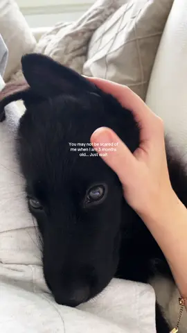 My guardian in black 🖤 #gsdoftiktok #blackgsd #foryou @gsdlotta 