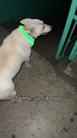 Ну нічого, головне ми живі та здорові, і всі разом 🫶#Бєлка #гумор 