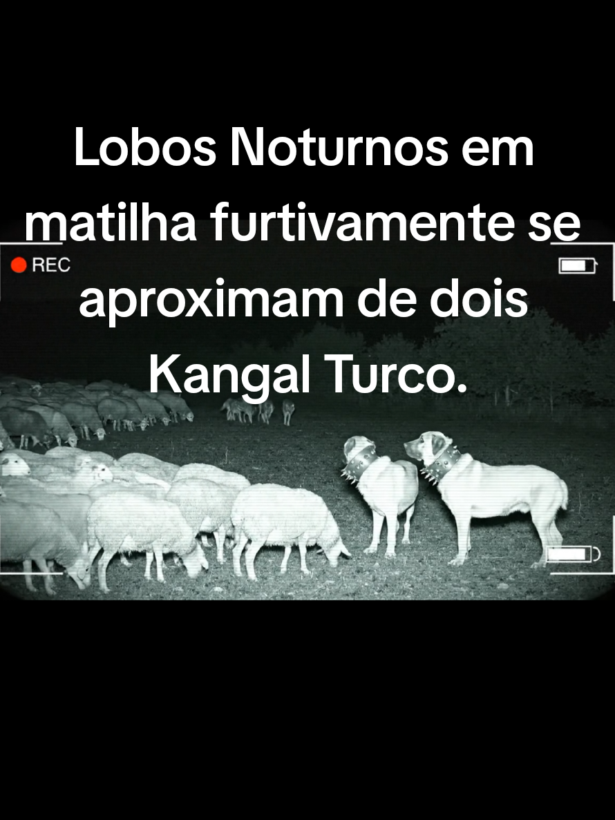Uma matilha de Lobos noturnos furtivamente se aproximam de dois Kangal Turco.#wolf #kangal #wolves #nightvision #fyp 