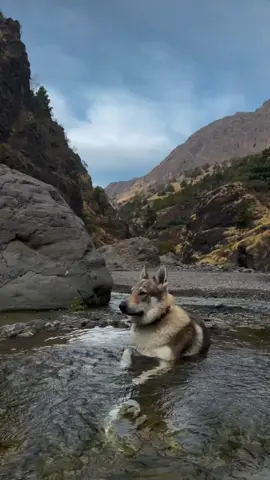 TAKİP ETMEYİ UNUTMAYIN.🐺🇹🇷🛖🫡🙏#kurt #doga #bozkurt #obahayati #oba 