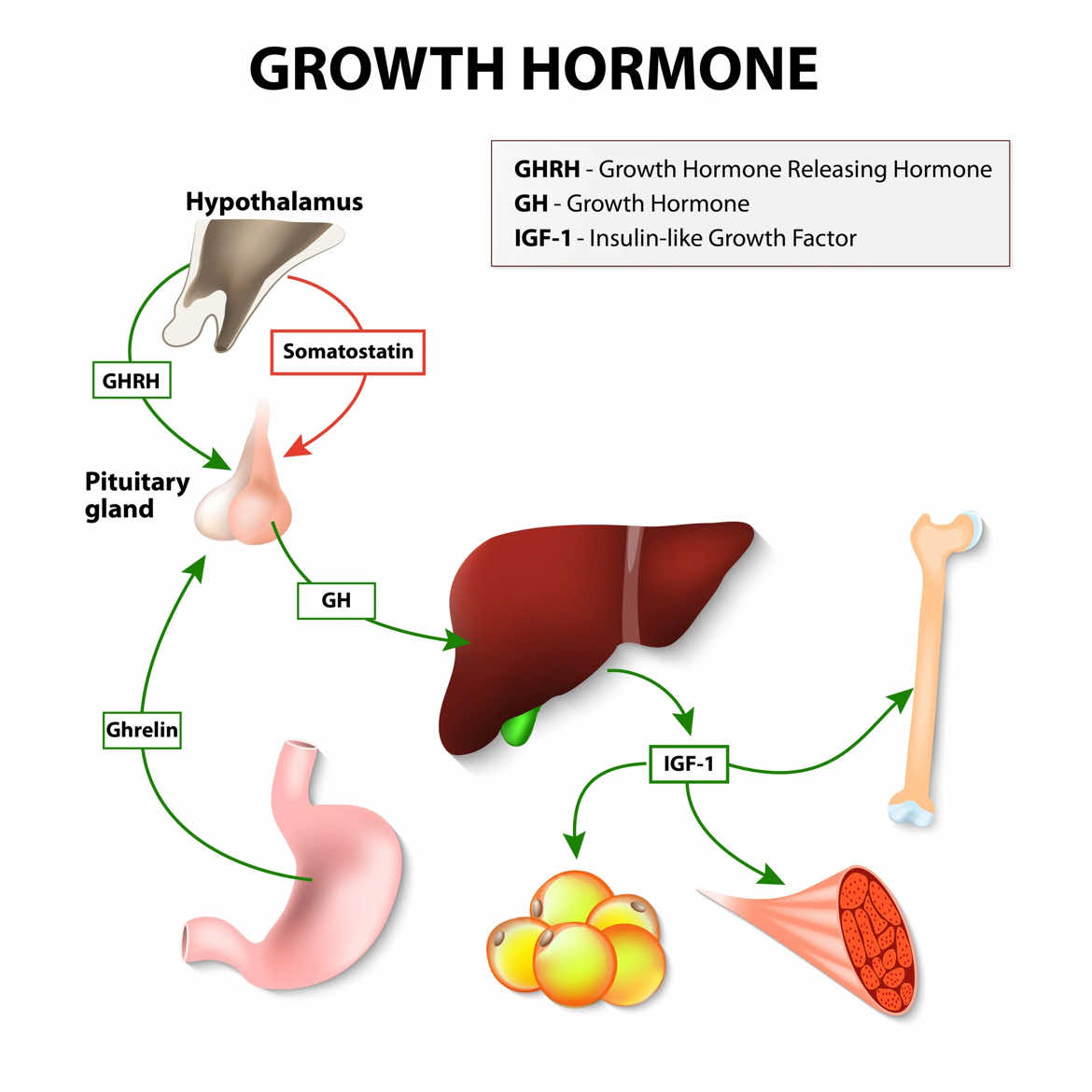 take hgh the minute u hit puberty for maximum bone growth #bpedit #bp #hgh #humangrowthhormone #peptide 