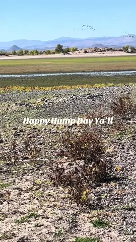 #offgridliving #survival #desert #beauty #MomsofTikTok 