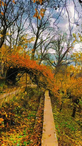 #بیارە #پاییز🍂🍁 #🤎 #هەورامان 