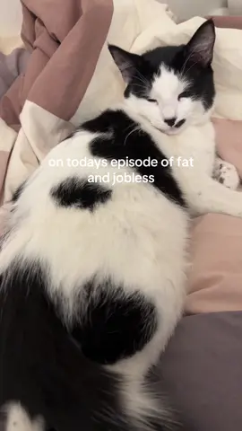 I wish I lived the life of a pet owned by a young twenty something year old girl #cats #cattok #fatandjobless #funny 