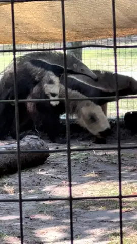 No matter how big they get, mom mode activated. #anteater #babyanimals #fyp #fypage #cute 
