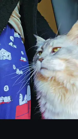 #fyp #trending #cat #cats 