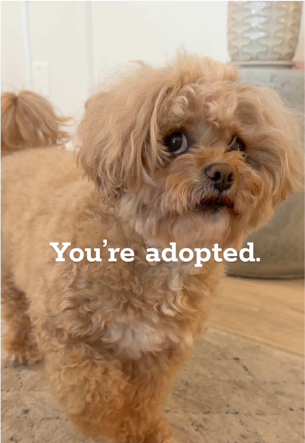 telling Miiya she’s adopted 👀 #dogsoftiktok #dogadoption #fyp #maltipoo 