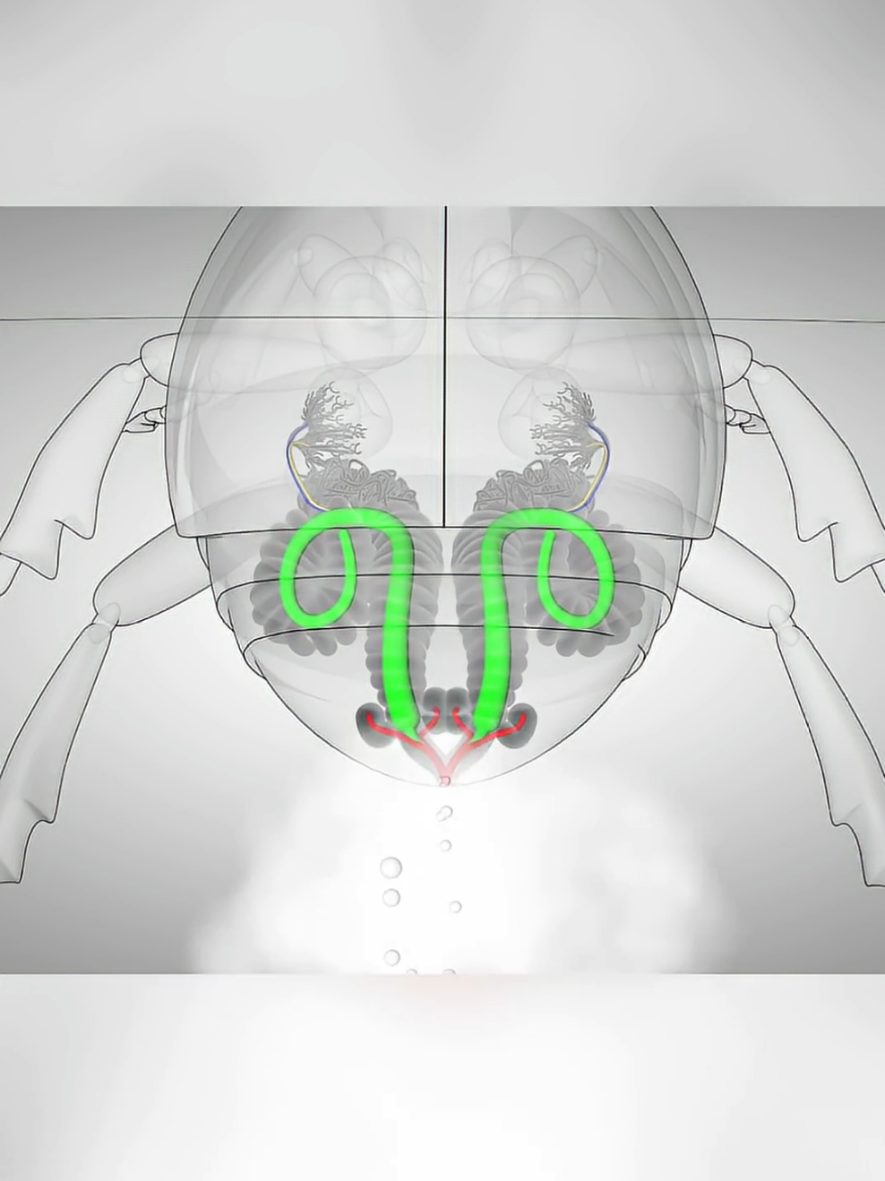 3 حيوانات لديها قدرات مذهلة #اكسبلور #animals #wildlife #nature #animal 