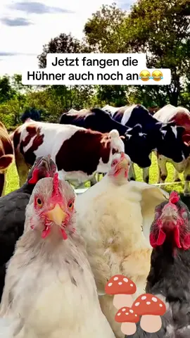 #MemeCut #trends #fyp #fürdich #Meme 