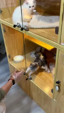 hungry cats funny video 😹😸 #forupage #starpets #petlover #fuuny__comedy_tik_tok #catsoftiktok 