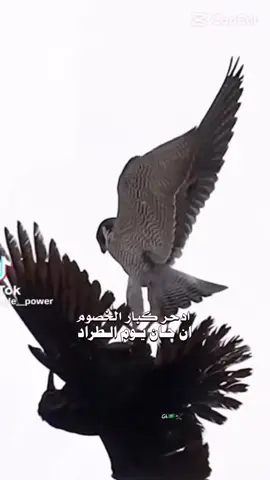 #لايك__explore___ #fypシ゚ #اكسبلورexplore #viral #الشعب_الصيني_ماله_حل😂😂 