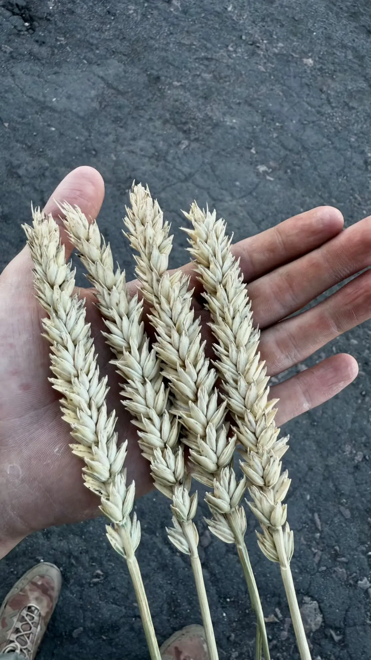 🌾#018 #sss #агробизнес 