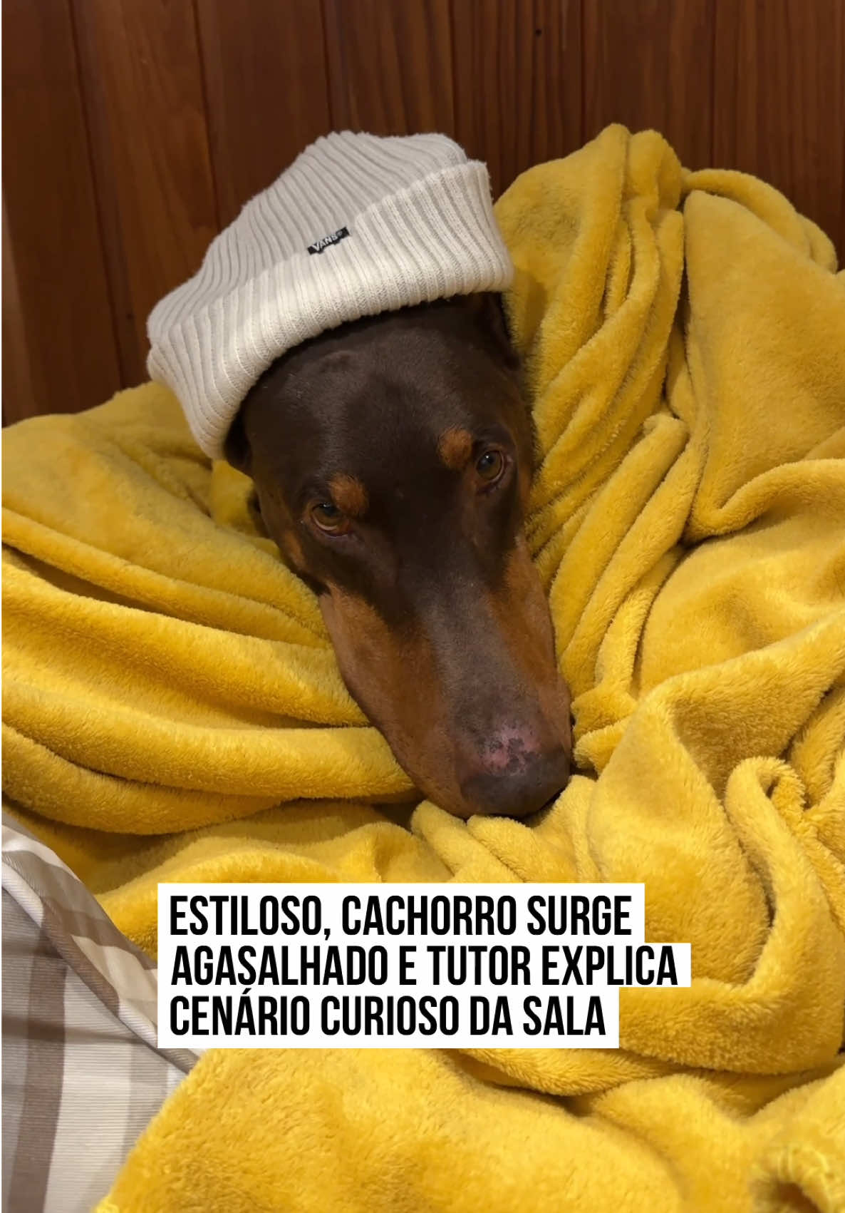 🐶🥶 Nada como estar bem vestido no #frio! Em vídeo compartilhado pelo tutor Gabriel Garcia, o #Dobermann Nero mostrou que entende de #estilo e apareceu completamente agasalhado para se proteger do clima gelado. Deitado na caminha e coberto dos pés a cabeça, o doguinho surgiu dormindo tranquilo, enquanto Gabriel explicou a necessidade do uso de uma touca para aquecer as orelhas do pet.  Enquanto Nero está bem acomodado no conforto da cama, Gabriel também falou sobre o cenário 