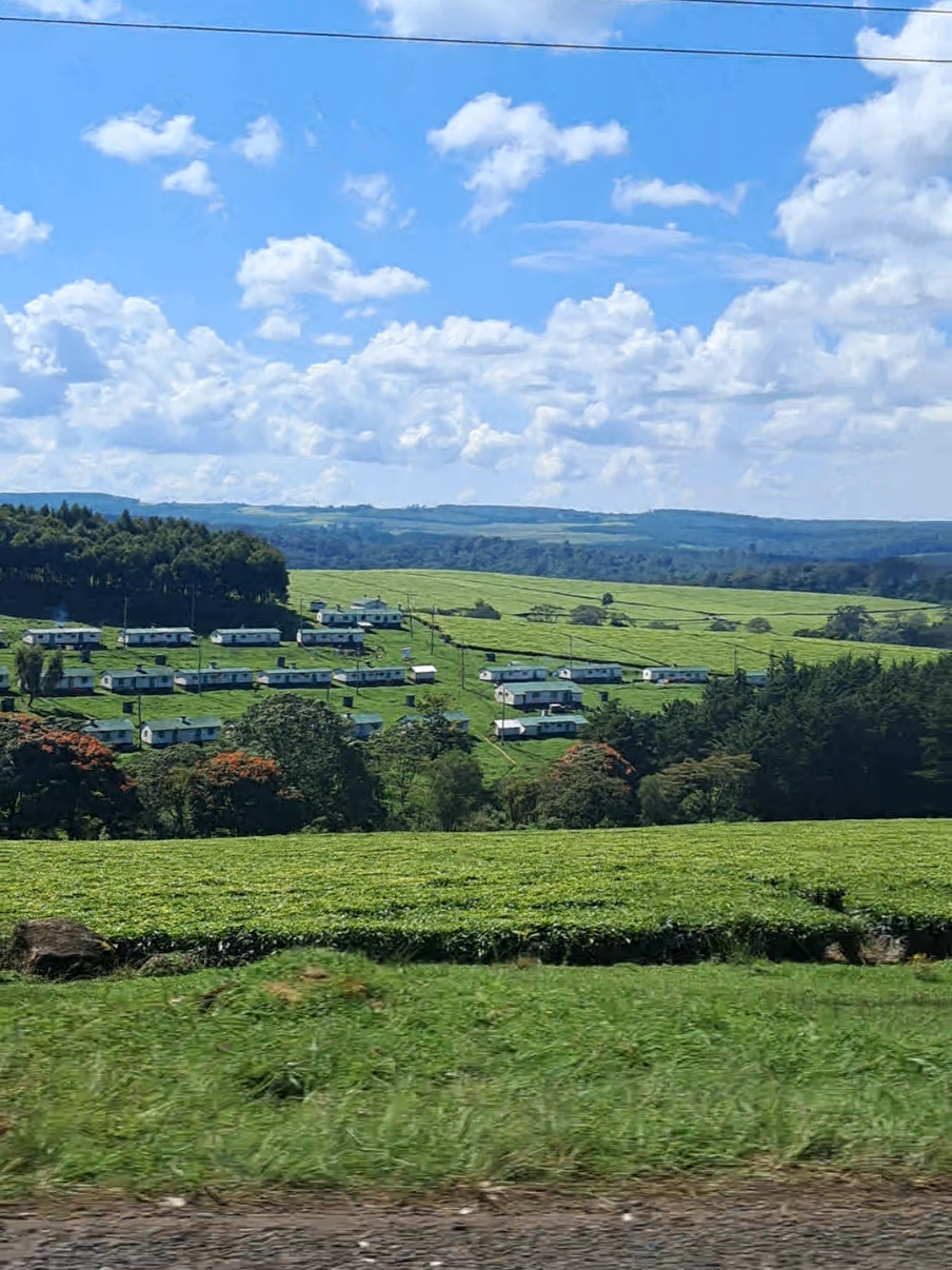 #kericho 🇰🇪 #teaplantation #tembeakenya🇰🇪 