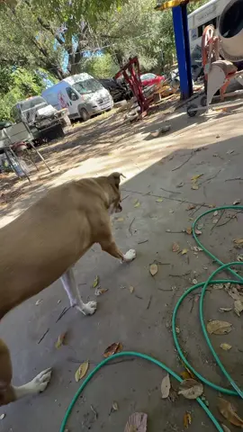 Jajaja tiktok le puso el sonido 🤣 #funny #dog #pitlabmix 