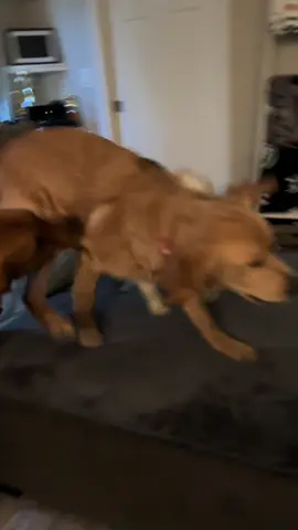 Rosie is the queen of parkour around here 👑 #puppy #dogsoftiktok #parkour #theoffice #goldenretriever 