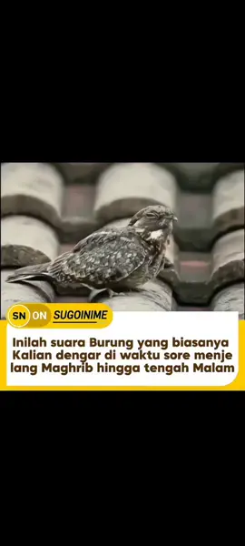 Burung cabak (famili Caprimulgidae) adalah burung nokturnal yang dikenal dengan kemampuan kamuflase luar biasa, memungkinkan mereka menyatu dengan lingkungan sekitar seper Diasanya dedaunan kering atau tanah. waktu sore menie lang Maghrib hingga tengah ngah Malam Mereka memiliki tubuh ramping, sayap panjang, dan paruh kecil dengan mulut lebar yang membantu menangkap serangga saat terbang di malam hari. Burung ini biasanya aktif saat senja dan fajar, berburu mangsa seperti ngengat dan serangga kecil lainnya. Suaranya khas dan sering terdengar sebagai serangkaian dengungan atau siulan.
