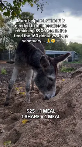 More help and support is needed to help us raise the remaining $900 needed to feed the 160 donkeys at our sanctuary....🙏😢🫏#donkey #donkeyrescue #sanctuary #DonkeySanctuary #minidonkeys 